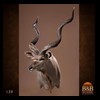 African-Antelope-taxidermy-by-BB-Taxidermy-Houston-139