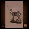 African-Antelope-taxidermy-by-BB-Taxidermy-Houston-140