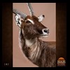 African-Antelope-taxidermy-by-BB-Taxidermy-Houston-141