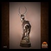 African-Antelope-taxidermy-by-BB-Taxidermy-Houston-143