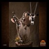 African-Antelope-taxidermy-by-BB-Taxidermy-Houston-144