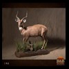 African-Antelope-taxidermy-by-BB-Taxidermy-Houston-146