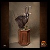 African-Antelope-taxidermy-by-BB-Taxidermy-Houston-149