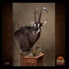 African-Antelope-taxidermy-by-BB-Taxidermy-Houston-150