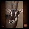 African-Antelope-taxidermy-by-BB-Taxidermy-Houston-151