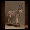 African-Antelope-taxidermy-by-BB-Taxidermy-Houston-153