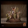 African-Antelope-taxidermy-by-BB-Taxidermy-Houston-155