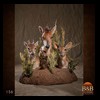 African-Antelope-taxidermy-by-BB-Taxidermy-Houston-156