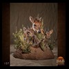 African-Antelope-taxidermy-by-BB-Taxidermy-Houston-157