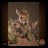 African-Antelope-taxidermy-by-BB-Taxidermy-Houston-158