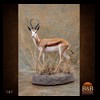 African-Antelope-taxidermy-by-BB-Taxidermy-Houston-161