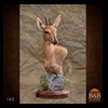 African-Antelope-taxidermy-by-BB-Taxidermy-Houston-162