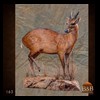 African-Antelope-taxidermy-by-BB-Taxidermy-Houston-163