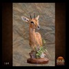 African-Antelope-taxidermy-by-BB-Taxidermy-Houston-164