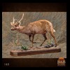 African-Antelope-taxidermy-by-BB-Taxidermy-Houston-165