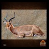 African-Antelope-taxidermy-by-BB-Taxidermy-Houston-166
