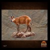 African-Antelope-taxidermy-by-BB-Taxidermy-Houston-167