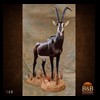 African-Antelope-taxidermy-by-BB-Taxidermy-Houston-168