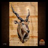 African-Antelope-taxidermy-by-BB-Taxidermy-Houston-170