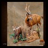African-Antelope-taxidermy-by-BB-Taxidermy-Houston-172