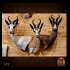 African-Antelope-taxidermy-by-BB-Taxidermy-Houston-173