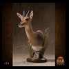African-Antelope-taxidermy-by-BB-Taxidermy-Houston-174