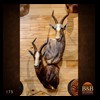 African-Antelope-taxidermy-by-BB-Taxidermy-Houston-175