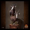 African-Antelope-taxidermy-by-BB-Taxidermy-Houston-176