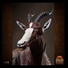 African-Antelope-taxidermy-by-BB-Taxidermy-Houston-178