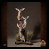 African-Antelope-taxidermy-by-BB-Taxidermy-Houston-179