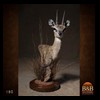 African-Antelope-taxidermy-by-BB-Taxidermy-Houston-180