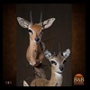 African-Antelope-taxidermy-by-BB-Taxidermy-Houston-181