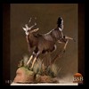 African-Antelope-taxidermy-by-BB-Taxidermy-Houston-183
