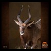 African-Antelope-taxidermy-by-BB-Taxidermy-Houston-184