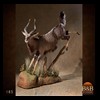 African-Antelope-taxidermy-by-BB-Taxidermy-Houston-185