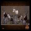 African-Antelope-taxidermy-by-BB-Taxidermy-Houston-186