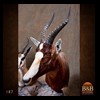 African-Antelope-taxidermy-by-BB-Taxidermy-Houston-187