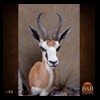 African-Antelope-taxidermy-by-BB-Taxidermy-Houston-188