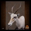 African-Antelope-taxidermy-by-BB-Taxidermy-Houston-189