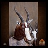 African-Antelope-taxidermy-by-BB-Taxidermy-Houston-190