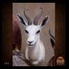 African-Antelope-taxidermy-by-BB-Taxidermy-Houston-191