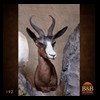 African-Antelope-taxidermy-by-BB-Taxidermy-Houston-192