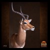 African-Antelope-taxidermy-by-BB-Taxidermy-Houston-193