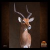 African-Antelope-taxidermy-by-BB-Taxidermy-Houston-194