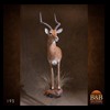 African-Antelope-taxidermy-by-BB-Taxidermy-Houston-195