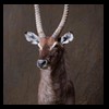 African-Antelope-taxidermy-by-BB-Taxidermy-Houston-196
