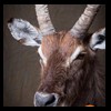 African-Antelope-taxidermy-by-BB-Taxidermy-Houston-197