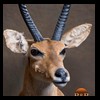 African-Antelope-taxidermy-by-BB-Taxidermy-Houston-198