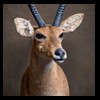 African-Antelope-taxidermy-by-BB-Taxidermy-Houston-199