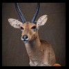 African-Antelope-taxidermy-by-BB-Taxidermy-Houston-200